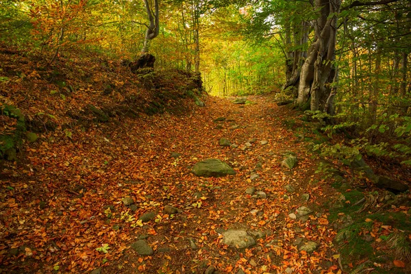 Magische Morgenwaldlandschaft mit Waldpfad lizenzfreie Stockfotos