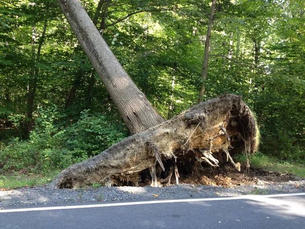 Falling Storm Tree after a Windy Storm in Maryland, USA