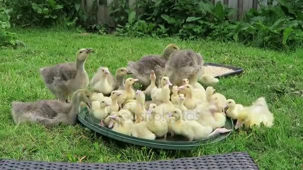 Patos e gansos — Vídeo de Stock