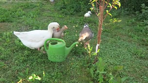 Patos e gansos — Vídeo de Stock
