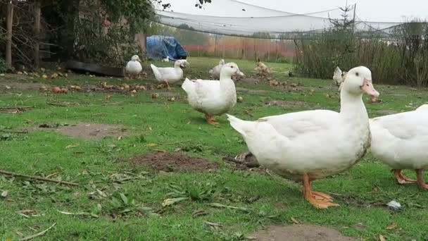 White duck in farm — Stock Video
