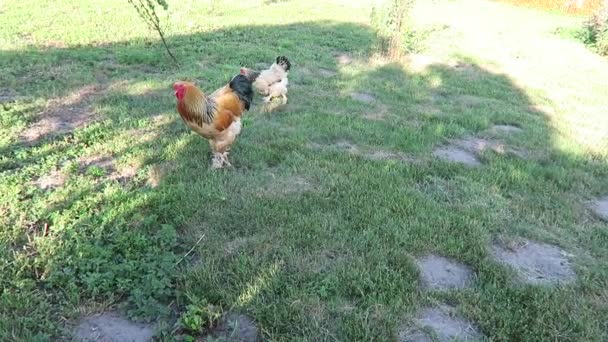 Курица на ферме — стоковое видео