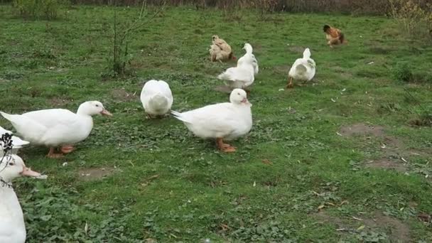 White duck in farm — Stock Video