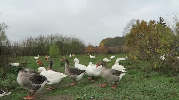 Enten und Gänse — Stockvideo