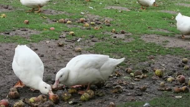 Vit anka i gård — Stockvideo