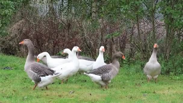 Enten und Gänse — Stockvideo