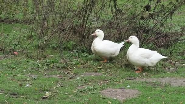 Pato blanco en la granja — Vídeo de stock