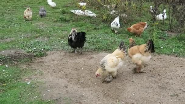 Kycklingar och fjäderfä i ängen — Stockvideo