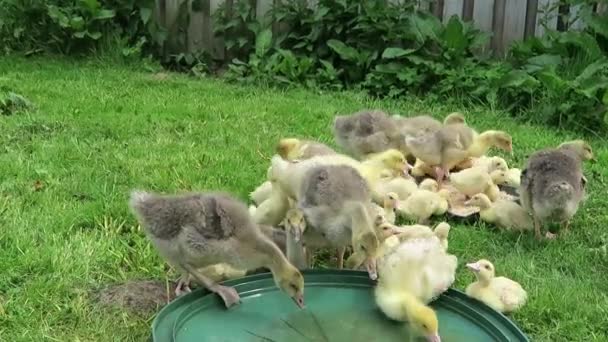 Маленькие утки и гуси на лугу — стоковое видео
