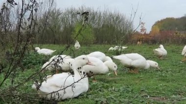 çayır üzerinde ördek