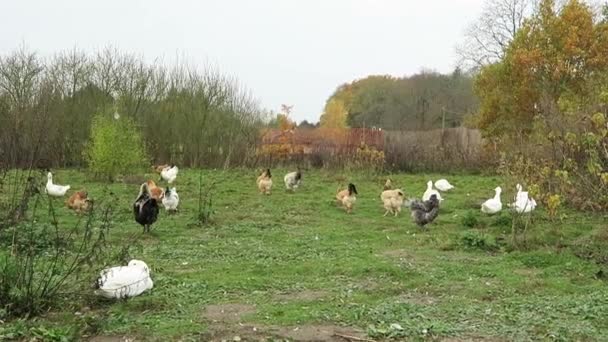 Hühner und Geflügel auf der Weide — Stockvideo