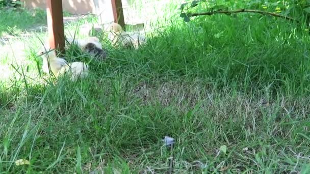 Little cute chick playing live in the grass — Stock Video