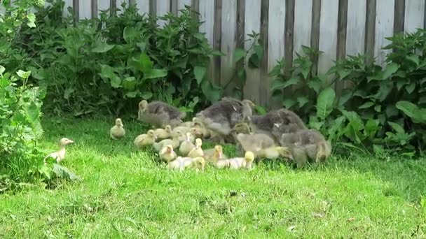 Маленькі качки і гуси на лузі — стокове відео