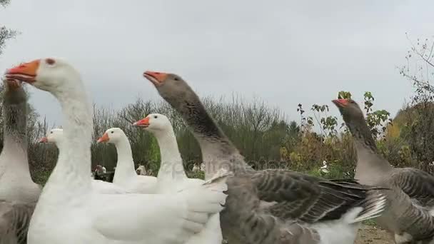 Gänse auf der Wiese — Stockvideo