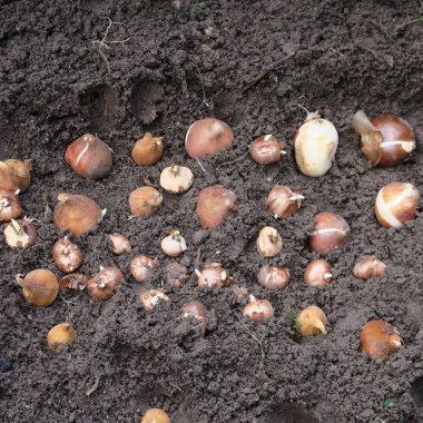 Bahçe çiçeği soğan