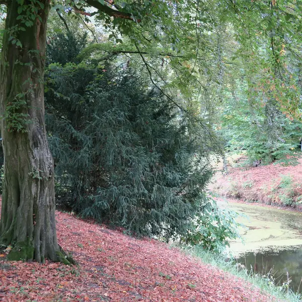 Kuzey Almanya eski ağaçları, renkli lea ile romantik manzara — Stok fotoğraf