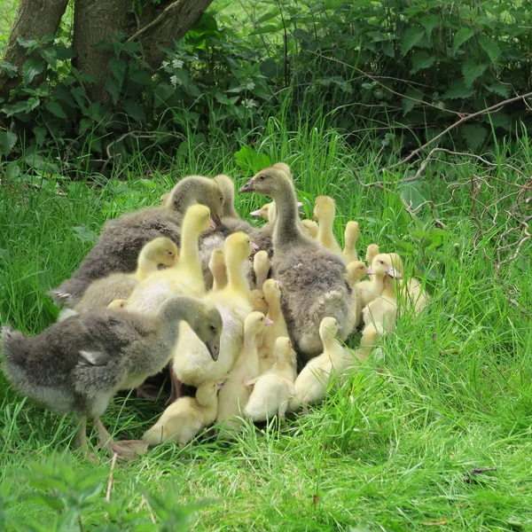 Small geese and ducks living in the wild — Stock Photo, Image