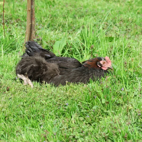 Dark chicken in green gras — Stock Photo, Image