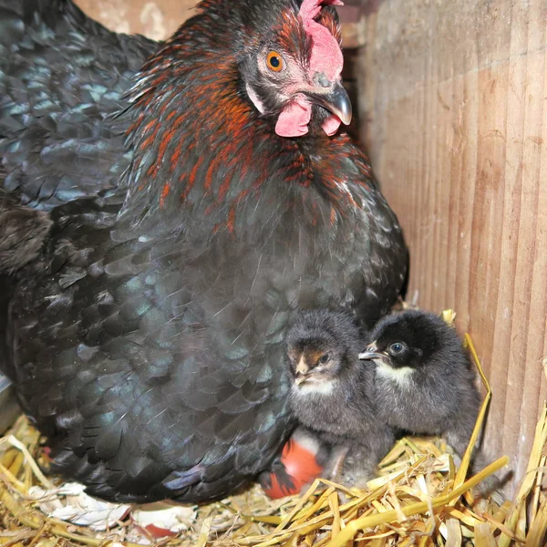 Pulcino allevamento naturale, una gallina nera alleva nella stalla sulla paglia , — Foto Stock