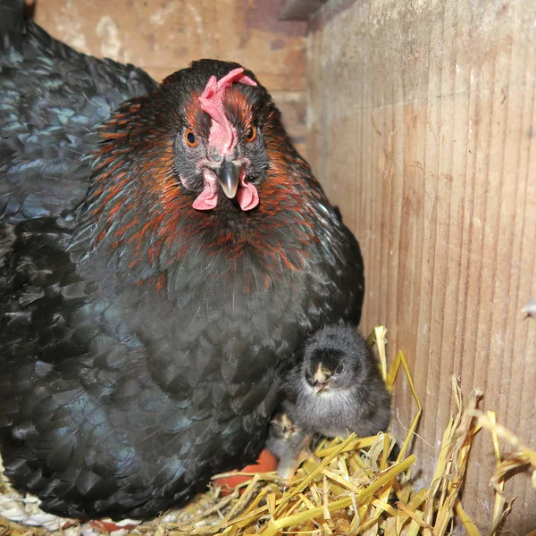 Naturliga chick uppfödning, en svart höna raser i stall på halm, — Stockfoto