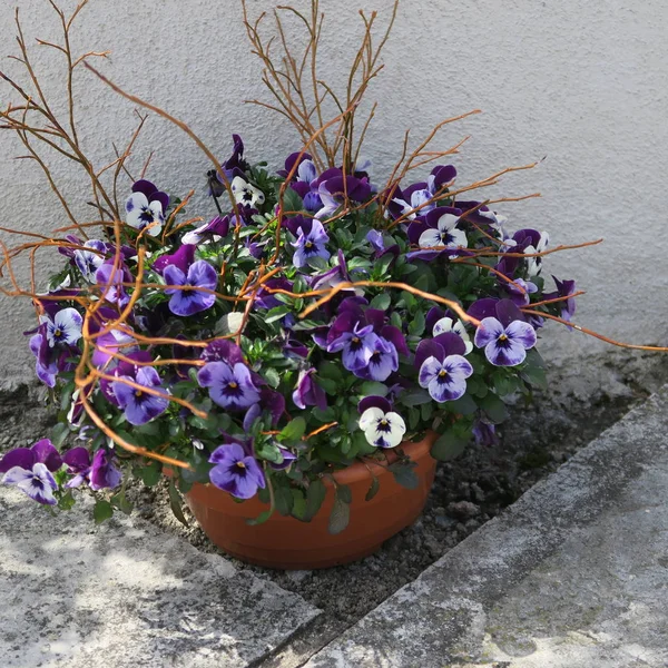 Bastantes pequeñas flores de primavera alegre colorido — Foto de Stock
