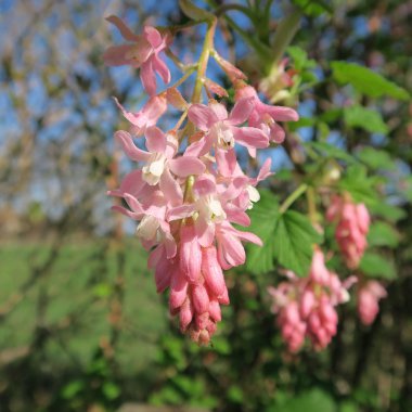 Kan Frenk üzümü, Ribes sanguineum, erken sprin çiçek açan bir çalı