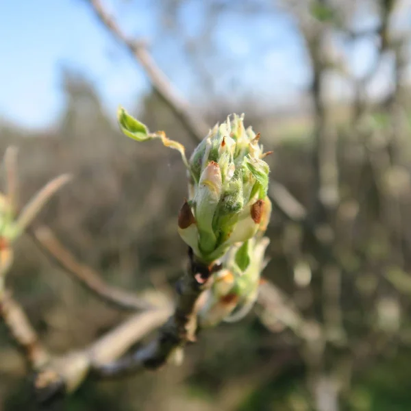 Young buds of a chestnut tree in early spring — Stock Photo, Image