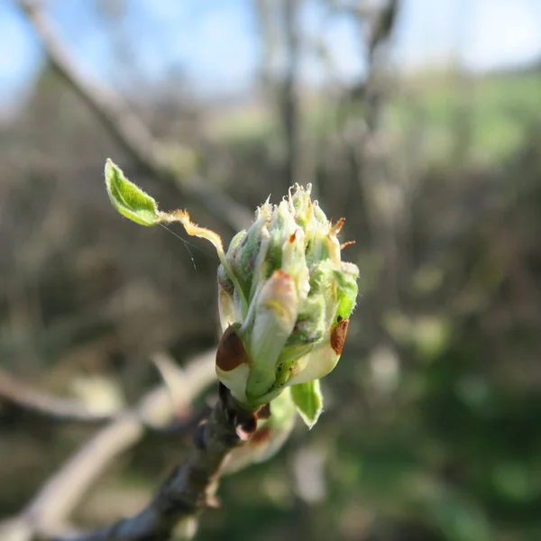 Young buds of a chestnut tree in early spring — Stock Photo, Image