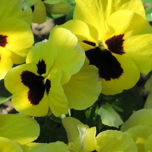 Amarelo, Pérsia Violaceae florescendo na primavera no jardim — Fotografia de Stock