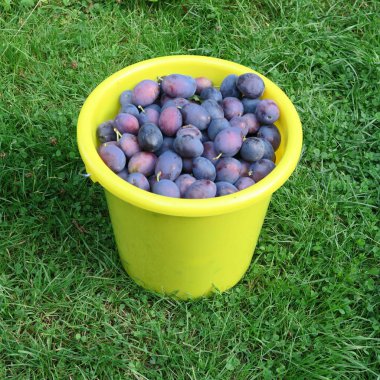 Hasat, çiftlikte sonbaharda hasat taze mavi çiftçi Erik