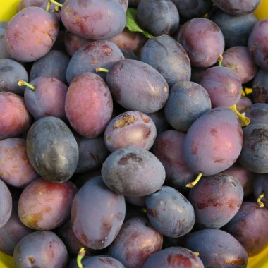 Hasat, çiftlikte sonbaharda hasat taze mavi çiftçi Erik