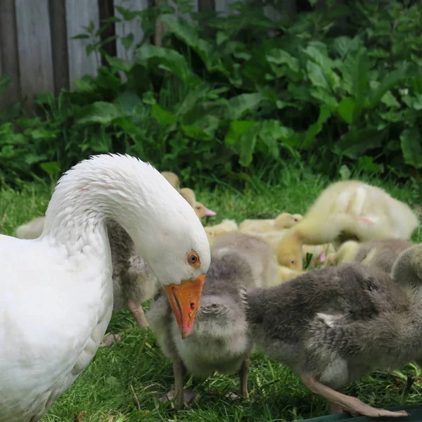 Small geese and ducks living in the wild — Stock Photo, Image