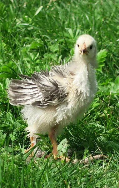 Poulet dans l'herbe verte — Photo