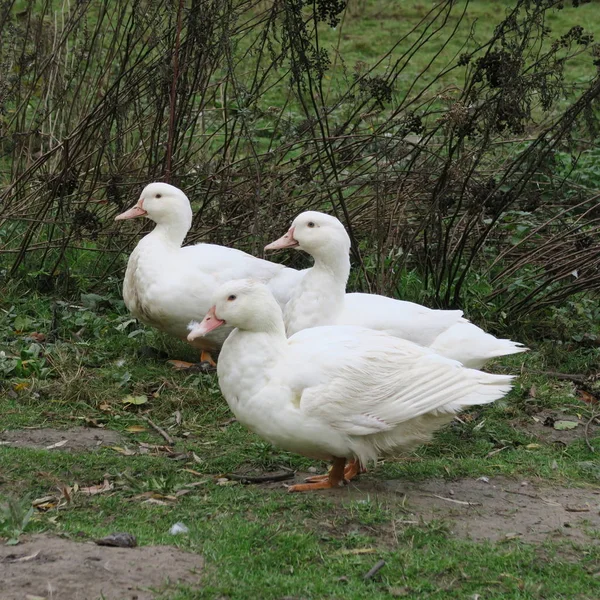 Weiße Enten leben auf dem Biobauernhof und wachsen zu gesunden Weihnachtsbäumen heran. — Stockfoto