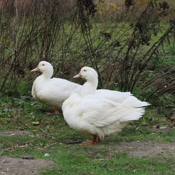 Fehér kacsa él a bio-gazdaság és a nő az egészséges karácsonyi r — Stock Fotó
