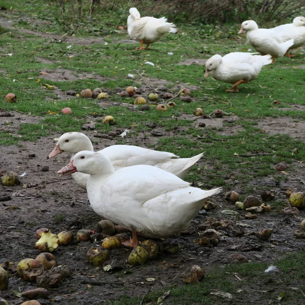 Weiße Enten leben auf dem Biobauernhof und wachsen zu gesunden Weihnachtsbäumen heran. — Stockfoto