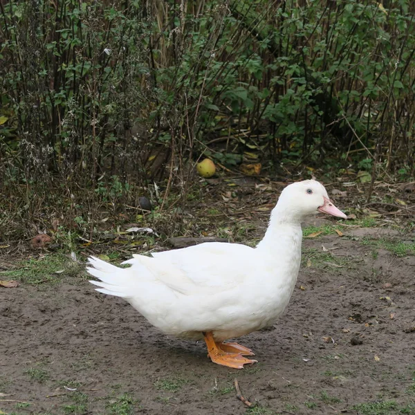 Fehér kacsa él a bio-gazdaság és a nő az egészséges karácsonyi r — Stock Fotó