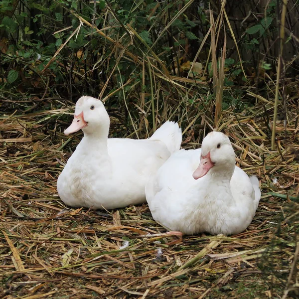 Weiße Enten leben auf dem Biobauernhof und wachsen zu gesunden Weihnachtsbäumen heran. — Stockfoto