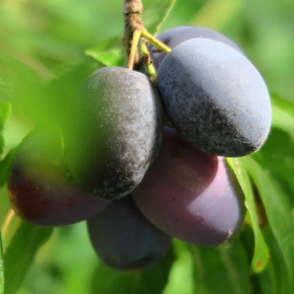 Friss kék farmer szilva betakarított a gazdaságban, az őszi betakarítás — Stock Fotó