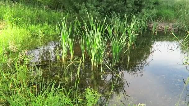 Frösche zittern, auf einem natürlichen kleinen Teich mit klarem Wasser, grünem Schilf, Wasserlinsen, die alles organisch sauber halten, Vögel singen in der freien Natur, morgens früh auf dem Land in Norddeutschland — Stockvideo