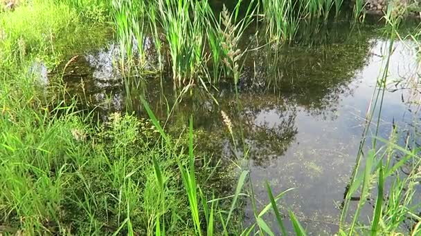 Békák markoló, egy természetes kis tóval, tiszta víz, a zöld nád, a víz ökológiai tartás minden a szabad természetben, tiszta, madárcsicsergés lencse reggel korán az ország Észak-Németországban — Stock videók