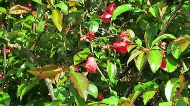 Güzel doğa ile Motorlu taşıtlar için çim biçme çok gürültülü rahatsız edici sesler