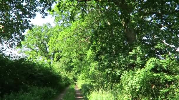 Zomer in Noord-Duitsland, vogels zingen op een schaduwrijke bospad onder oude eiken — Stockvideo