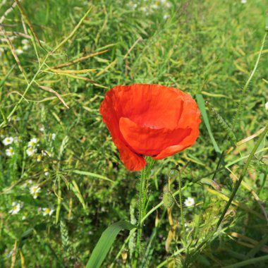 Güzel bir renk alan ve çayır üzerinde düzeltme eki yaz aylarında Kırmızı gelincik