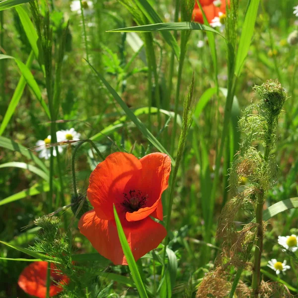 Czerwonym makiem, latem, piękny kolor patch na pole i łąka — Zdjęcie stockowe