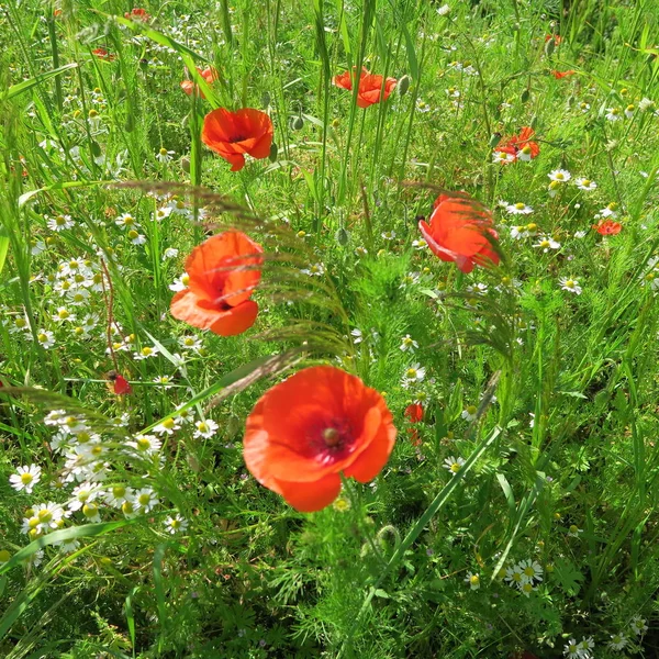Czerwonym makiem, latem, piękny kolor patch na pole i łąka — Zdjęcie stockowe
