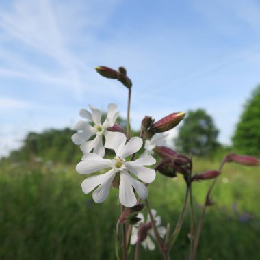 Silene latifolia, 
