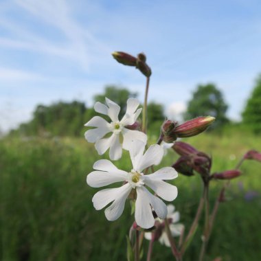 Silene latifolia, 