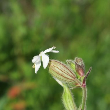 Silene latifolia, 
