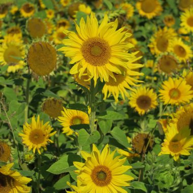 Yaz aylarında mavi gökyüzü karşı büyük ayçiçeği